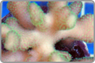 Bright Neon Green Polyp's! Fiji Maricultured.